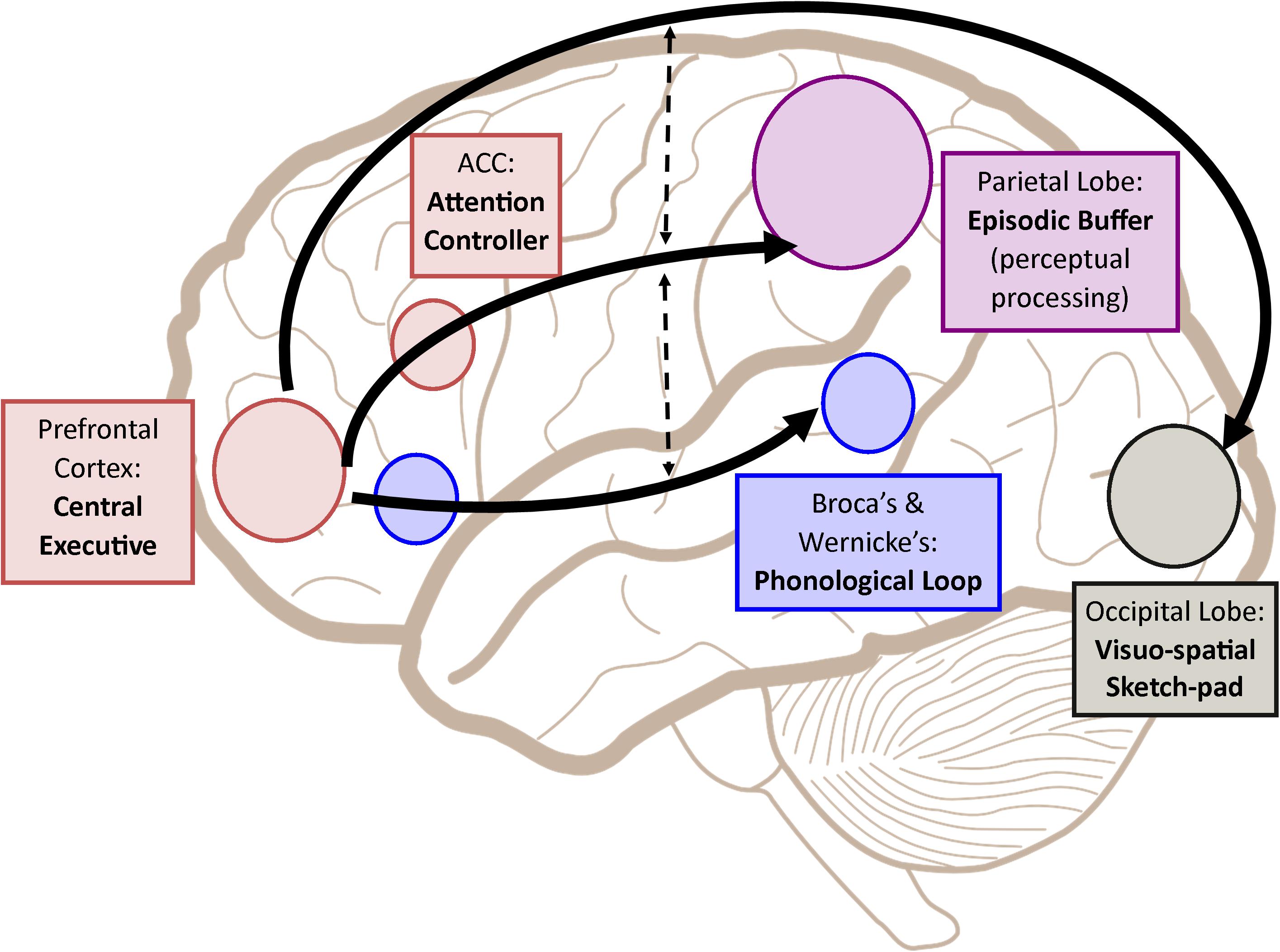 Human Working Memory